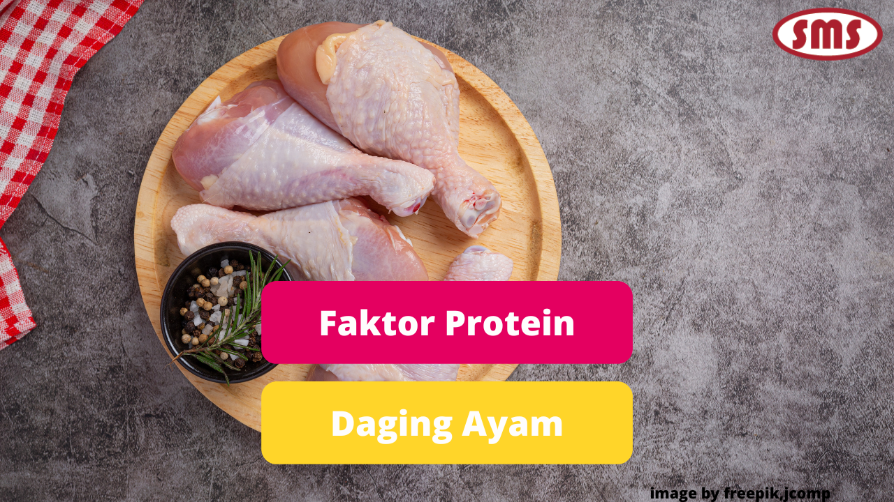Beberapa Faktor Yang Dapat Mempengaruhi Kadar Protein Pada Daging Ayam